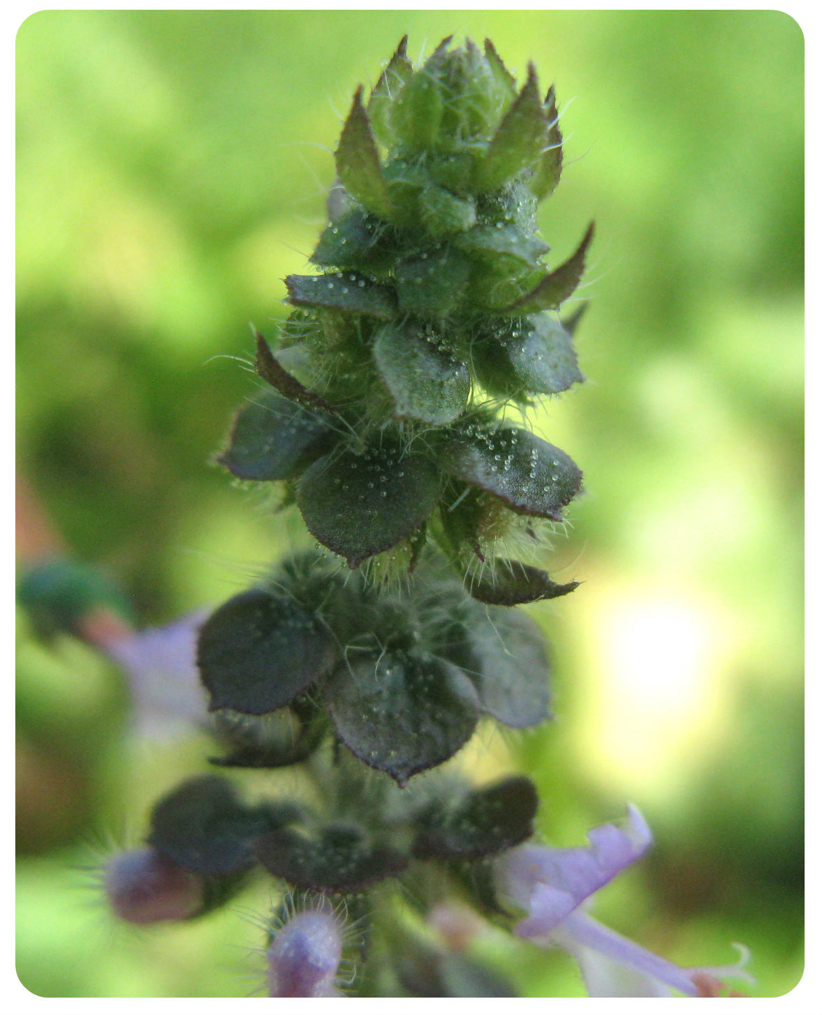 workshops-greenbreath-rounded