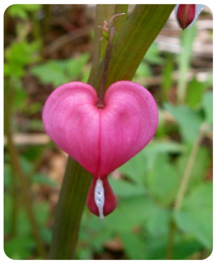 heart-flower-rounded